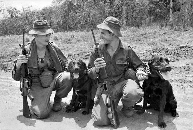 Chiến tranh thế giới thứ hai, những con chó đã trở lại chiến trường với tư cách là chó chiến đấu