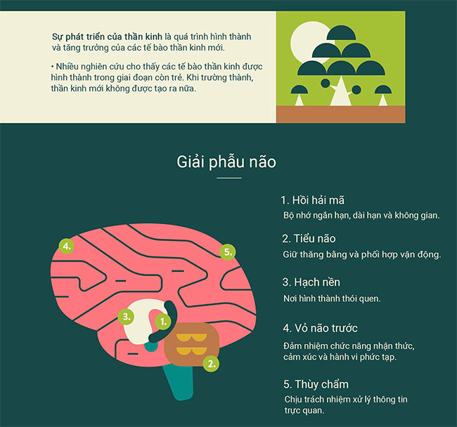 Làm thế nào để bộ não hình thành một thói quen mới?