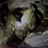 Bị đàn cá sấu phục kích khu cắm trại lúc nửa đêm, nhóm "phượt thủ" rơi vào tình huống sợ mất mật