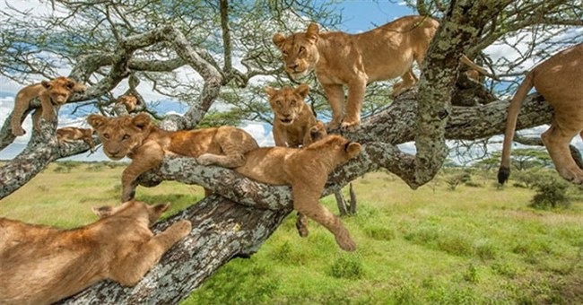 Vì sao sư tử trèo cây lại rất vụng về?