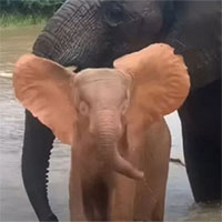 Chú voi con bạch tạng mồ côi học bơi cùng mẹ nuôi