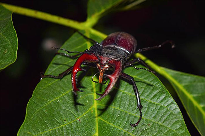 Stag Beetle - Loài Bọ Quý Hiếm Đắt Tiền Nhất Thế Giới - Khoahoc.Tv