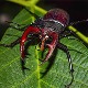 Stag Beetle - Loài bọ quý hiếm đắt tiền nhất thế giới