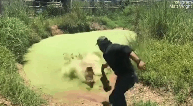The crocodile unexpectedly lunges out of the water and attempts to attack Matt Wright.