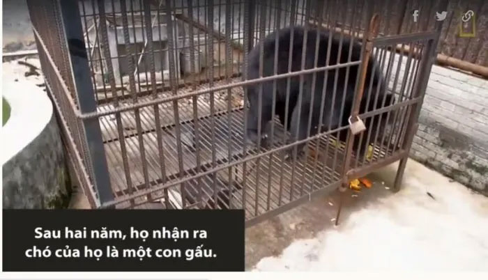 Gia chủ tá hỏa khi chó cưng nuôi suốt 2 năm bất ngờ biến thành… gấu
