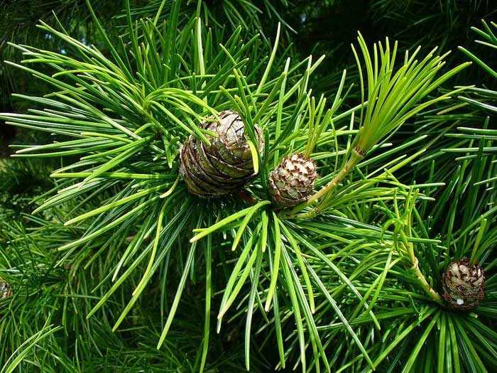 Cận cảnh các loài cây lá kim độc đáo nhất thế giới (Phần 2)