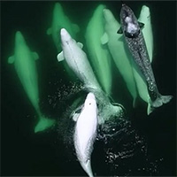 Đàn cá voi trắng khác thường nhận nuôi kỳ lân biển