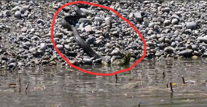 Con ếch bị cắn vào một chân nên vẫn có thể giẫy giụa để tìm cách trốn thoát.