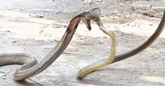 Rắn ráo phi thân cắn thủng họng hổ mang chúa và cái kết bất ngờ