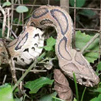 Thủ phạm của 43% ca rắn cắn ở Ấn Độ bị mắc kẹt, tự cắn vào chính mình và cái kết bất ngờ