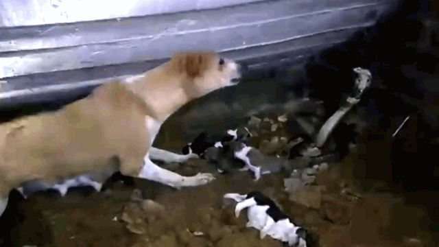 Chó mẹ nỗ lực bảo vệ những con chó con may mắn còn sống.