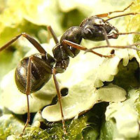 Loài kiến có thể đánh hơi "mùi" ung thư ở người