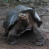 Phát hiện loài rùa khổng lồ mới tại quần đảo Galapagos