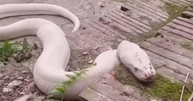 Cận cảnh "bạch xà" khủng xuất hiện tại Đền Mẫu, Ninh Bình