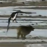 Đại bàng săn đuổi, dùng móng vuốt giết chó sói cực ngoạn mục