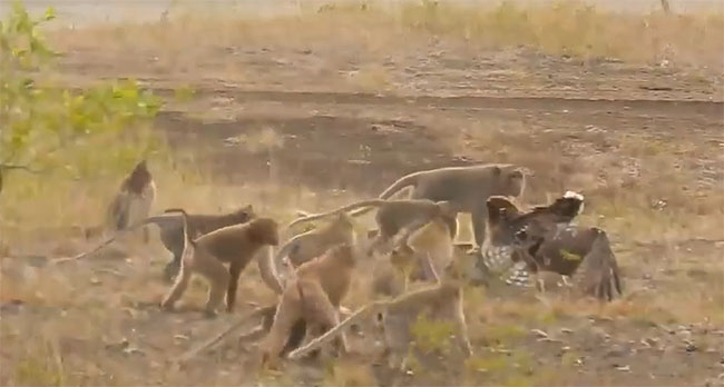 Đàn khỉ tiến tới, bao vây lấy con chim ó cá.