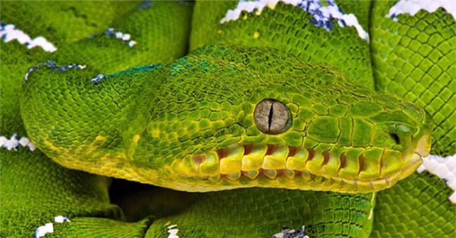 Con nưa được cho là có 9 lỗ mũi, thế nhưng cũng chưa là gì so với sinh vật 20 "lỗ mũi" này