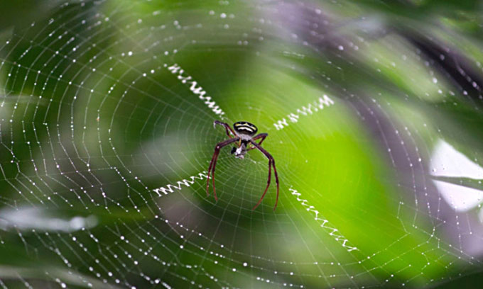 Spider web of the Argiope amoena species.