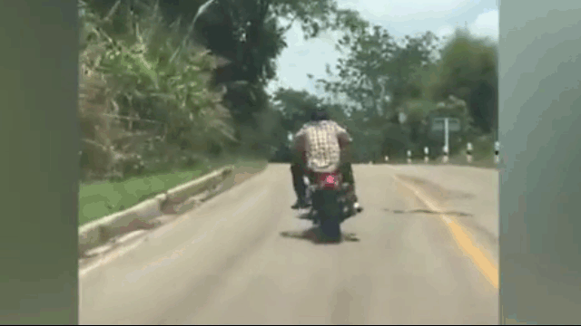 Con rắn độc lao ra tấn công người đi xe máy.