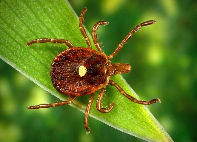 Phát hiện virus gây bệnh chết người đang lây lan nhanh