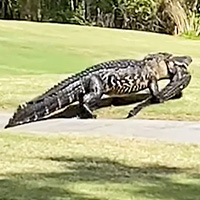 Cá sấu khổng lồ 6 mét hung hăng nuốt chửng tình địch trong vòng vài phút