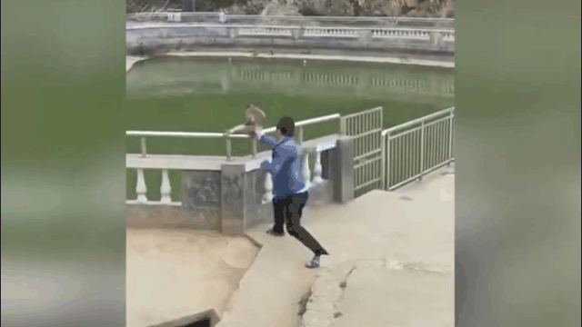 The male tourist played a prank by secretly pushing a monkey into the water.