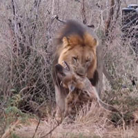 Linh cẩu bất động khi bị sư tử đực cắn vào cổ họng, điều bất ngờ đã xảy ra sau đó!