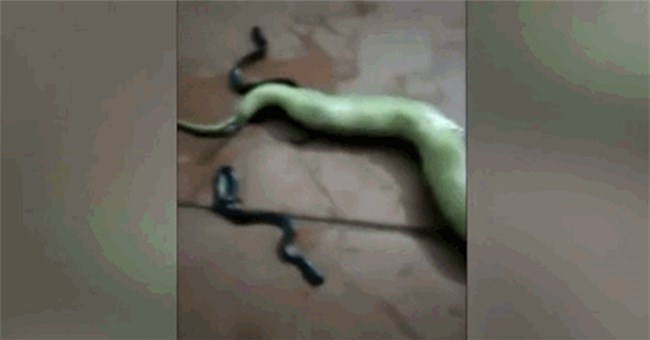 Bị đập nát đầu, rắn mẹ vẫn quằn quại trên sàn nhà để cố gắng sinh con