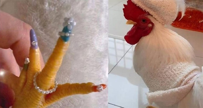 Chú gà trống được chủ làm cho bộ nail hoàng tráng gây sốt mạng xã hội