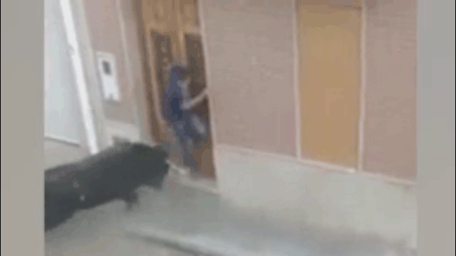 Con bò lao vào, húc văng người đàn ông lên cao.