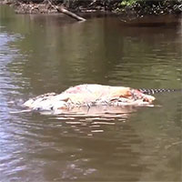 Cá sấu khổng lồ 70 tuổi kéo xác bò trên sông