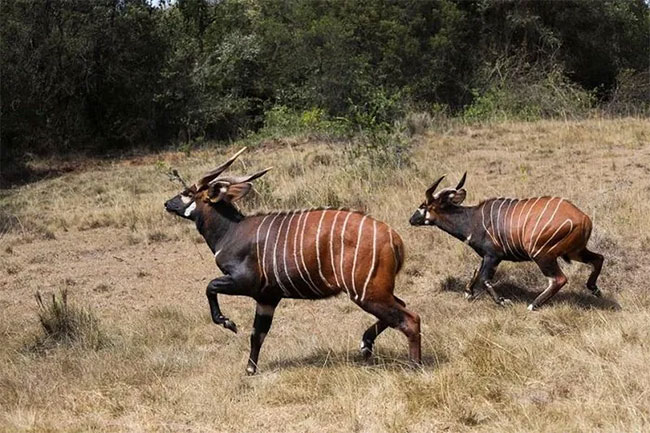 Kenya nỗ lực bảo tồn loài linh dương Bongo quý hiếm