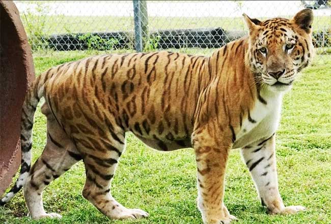 Hổ sư là con lai giữa hổ đực và sư tử cái.