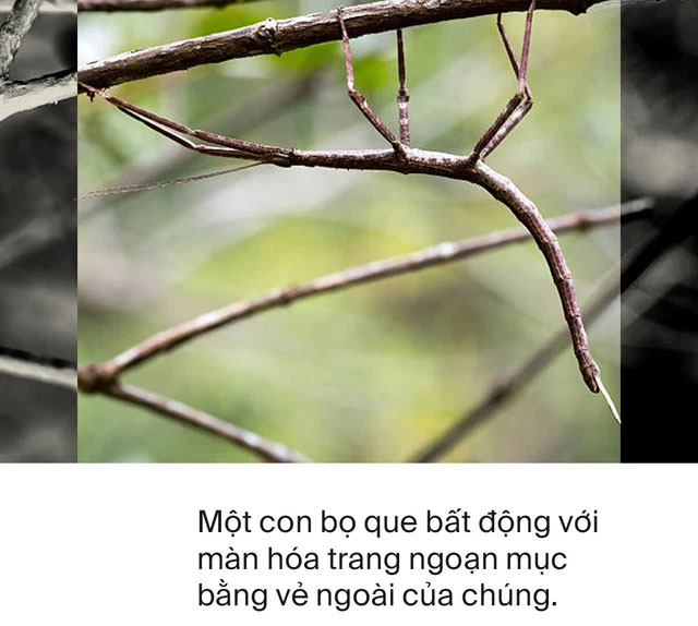 Động vật có nhận thức được cái chết của chúng hay không?
