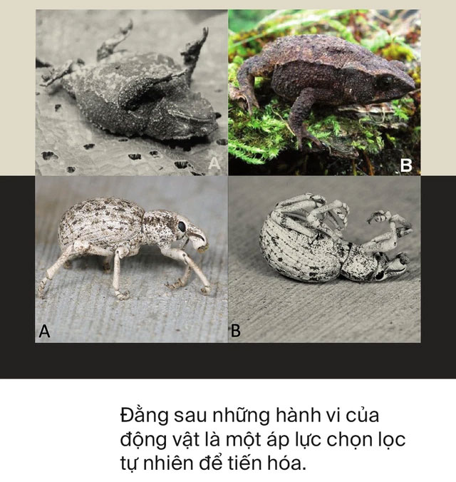 Động vật có nhận thức được cái chết của chúng hay không?
