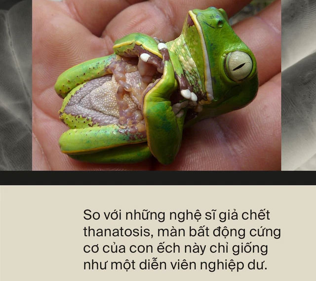 Động vật có nhận thức được cái chết của chúng hay không?
