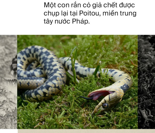 Động vật có nhận thức được cái chết của chúng hay không?