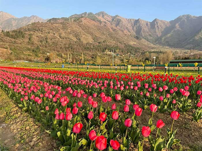 Chiêm ngưỡng vườn hoa tulip lớn nhất châu Á đẹp ngất ngây