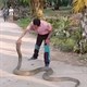 Người đàn ông dùng tay không bắt rắn hổ mang chúa nặng 10kg