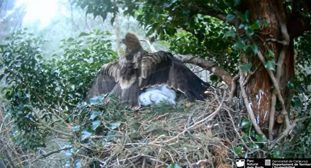 Đại bàng mẹ che chắn, bảo vệ con non.