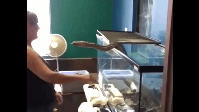 Kinh hãi khoảnh khắc trăn bất ngờ tấn công chủ khi đang được cho ăn