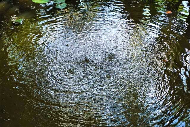 Hồ nước của bà Nghĩa ở Vĩnh Long sôi quanh năm.