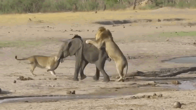 Con sư tử nhảy chồm lên người và cắn chặt vào phần lưng của voi con.