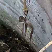 Rùng rợn video giải cứu rắn hổ mang mắc kẹt trong giếng