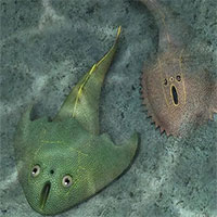 Bất ngờ với hóa thạch cá cổ có hình dáng "độc lạ"