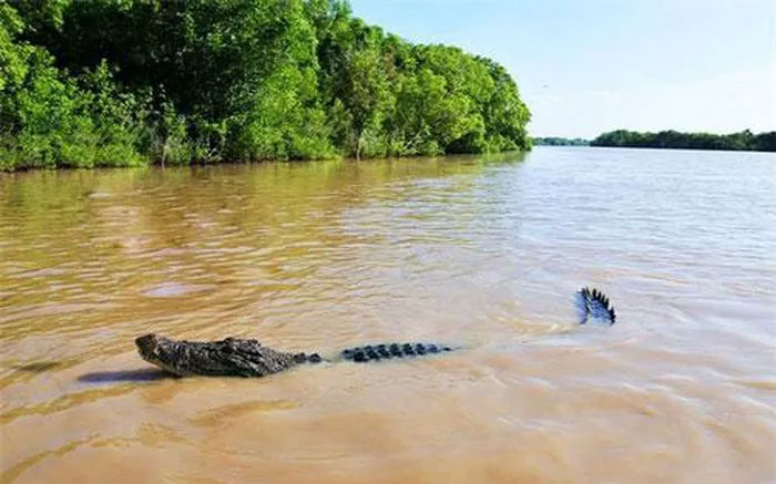 Cá sấu trên đảo Ramree