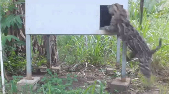  Mèo gấm đã lao vào bên trong để hạ gục con mồi 