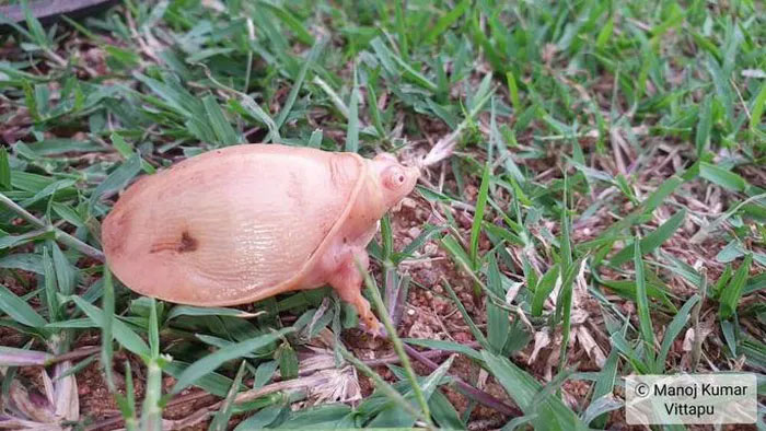 Phát hiện rùa bạch tạng cực hiếm có... khó thấy trên thế giới