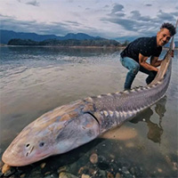 Người đàn ông bắt được "khủng long sống" khổng lồ trên sông Canada