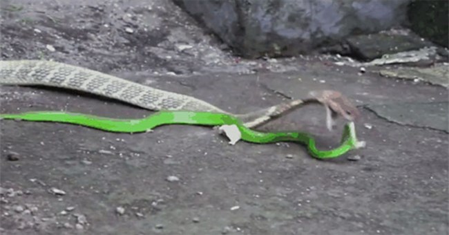 Bị truy sát, rắn lục quay đầu đớp thẳng vào miệng rắn hổ mang